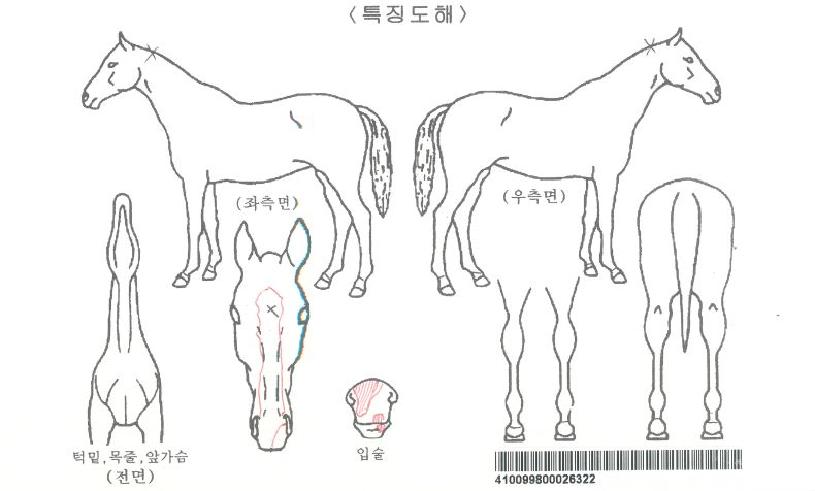 ����ƼĹ�ڸ��� ����,���,�޸�,�λ�,�ٸ��� Ư¡����