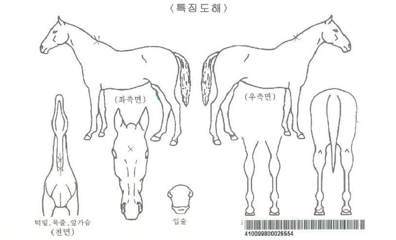 ·ç¿òÀÚ¸¶ÀÇ Ãø¸é,¿ì¸é,µÞ¸é,µÎ»ó,´Ù¸®ÀÇ Æ¯Â¡µµÇØ