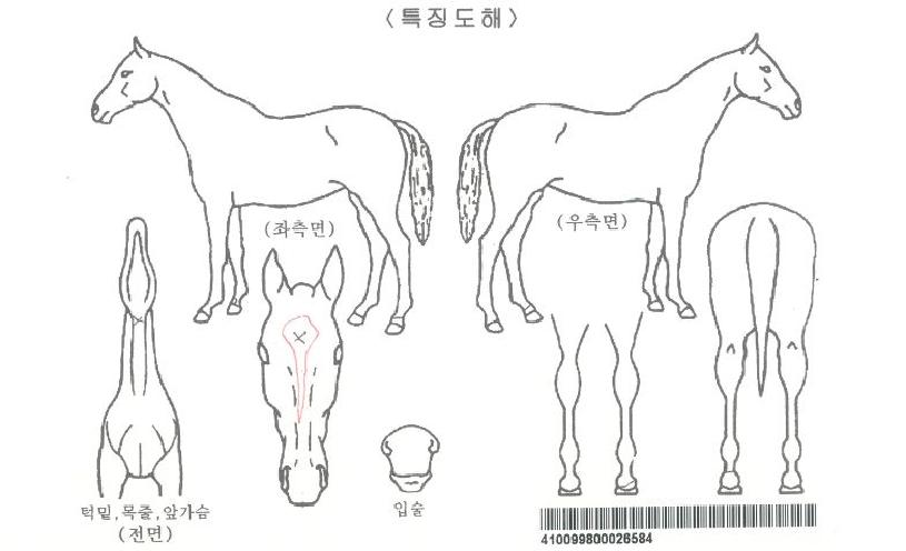 ±×·£µåºñÀüÀÚ¸¶ÀÇ Ãø¸é,¿ì¸é,µÞ¸é,µÎ»ó,´Ù¸®ÀÇ Æ¯Â¡µµÇØ