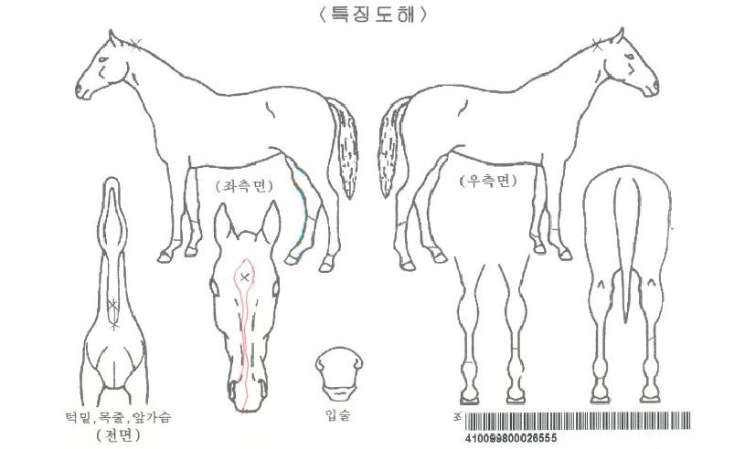 Çø®Æ®ÄÚÁî¿þÀÌÀÚ¸¶ÀÇ Ãø¸é,¿ì¸é,µÞ¸é,µÎ»ó,´Ù¸®ÀÇ Æ¯Â¡µµÇØ