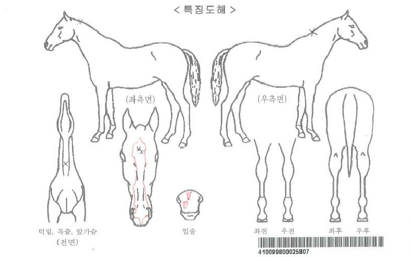 ���̿��̾��Ʈ�ڸ��� ����,���,�޸�,�λ�,�ٸ��� Ư¡����