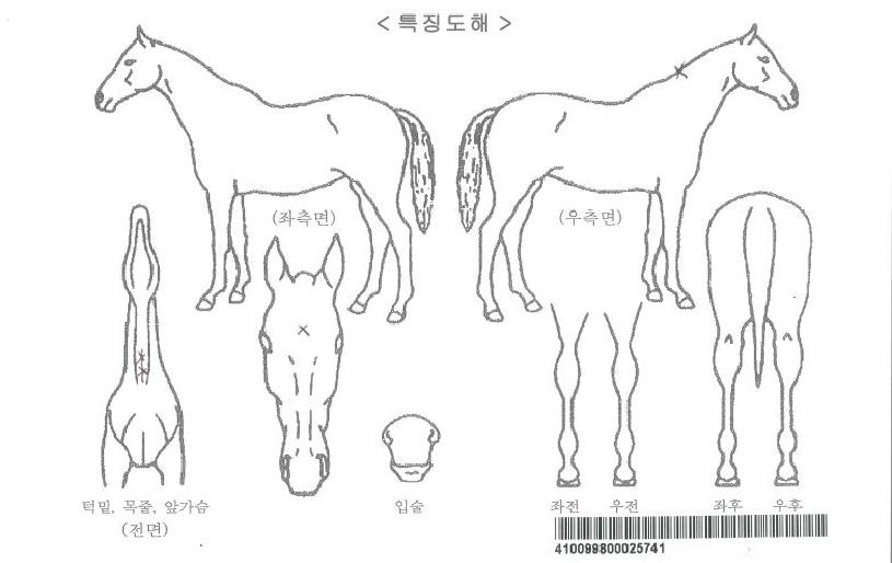 ÆäƼÄÚÆ®µ¥ÀÌÀÚ¸¶ÀÇ Ãø¸é,¿ì¸é,µÞ¸é,µÎ»ó,´Ù¸®ÀÇ Æ¯Â¡µµÇØ