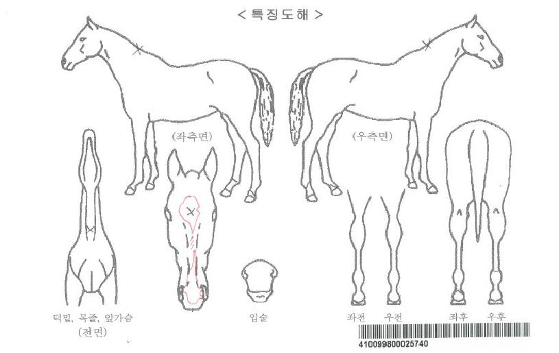 µðÄÁ´Ï½ºÀÚ¸¶ÀÇ Ãø¸é,¿ì¸é,µÞ¸é,µÎ»ó,´Ù¸®ÀÇ Æ¯Â¡µµÇØ