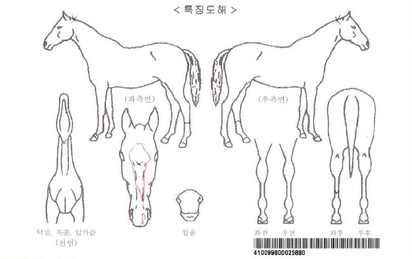 ÀçÂêÀÚ¸¶ÀÇ Ãø¸é,¿ì¸é,µÞ¸é,µÎ»ó,´Ù¸®ÀÇ Æ¯Â¡µµÇØ