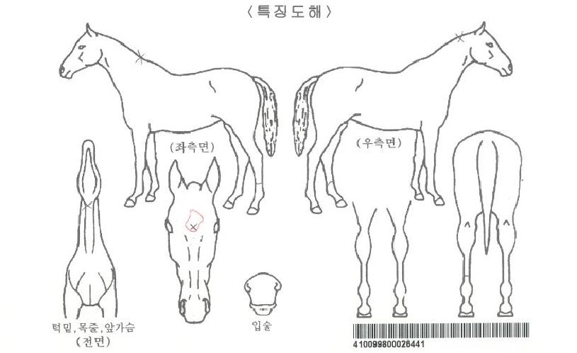 ���̽��ø��ڸ��� ����,���,�޸�,�λ�,�ٸ��� Ư¡����