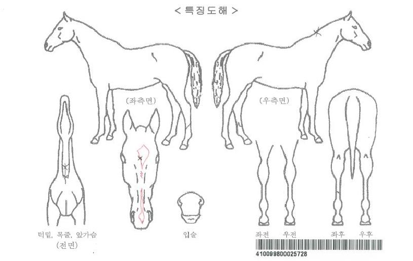 ¼¿ïÀǺ°ÀÚ¸¶ÀÇ Ãø¸é,¿ì¸é,µÞ¸é,µÎ»ó,´Ù¸®ÀÇ Æ¯Â¡µµÇØ