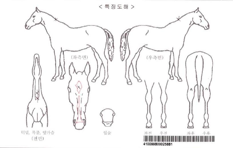 �˽���Ƽ�����ڸ��� ����,���,�޸�,�λ�,�ٸ��� Ư¡����