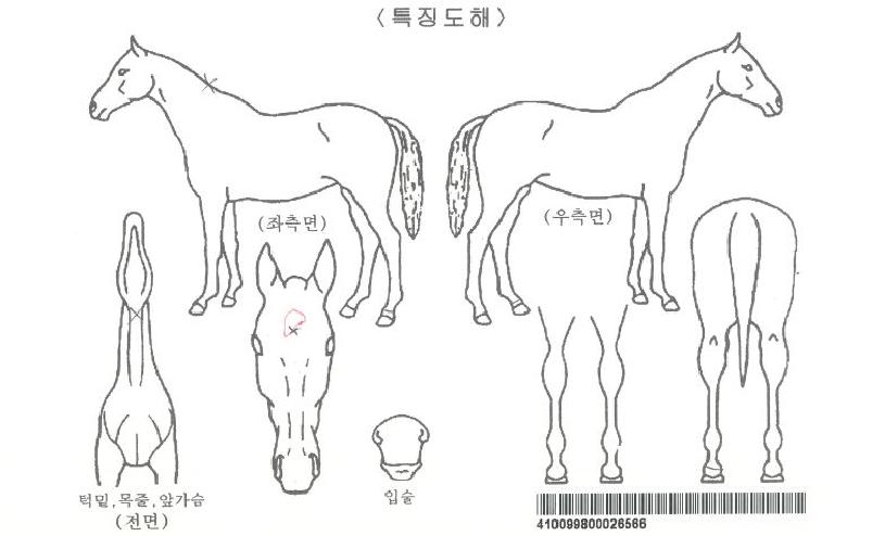 ¾ÆÀÓÀ¯¾î·¹¸óÀÚ¸¶ÀÇ Ãø¸é,¿ì¸é,µÞ¸é,µÎ»ó,´Ù¸®ÀÇ Æ¯Â¡µµÇØ