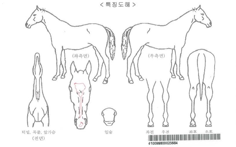 ���ƽ���ڸ��� ����,���,�޸�,�λ�,�ٸ��� Ư¡����