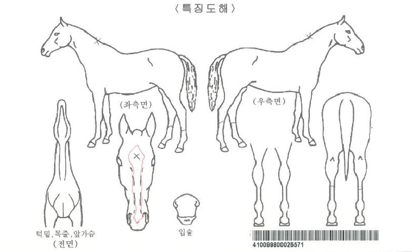 ¸¶ÇÏÄýÀÚ¸¶ÀÇ Ãø¸é,¿ì¸é,µÞ¸é,µÎ»ó,´Ù¸®ÀÇ Æ¯Â¡µµÇØ