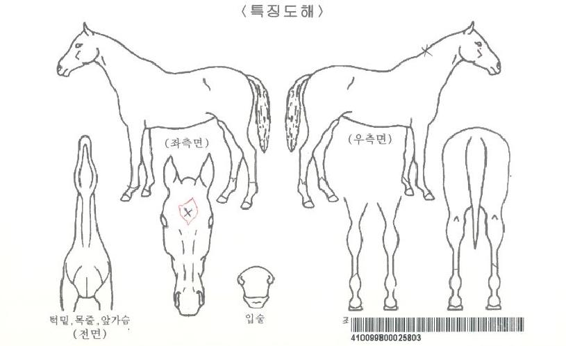 ÀÌŬ¸³½ºÈ£ÇÁÀÇ Ãø¸é,¿ì¸é,µÞ¸é,µÎ»ó,´Ù¸®ÀÇ Æ¯Â¡µµÇØ