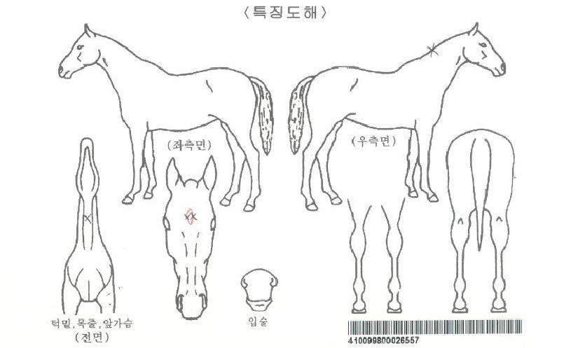 ���۽�Ʈ�����ڸ��� ����,���,�޸�,�λ�,�ٸ��� Ư¡����