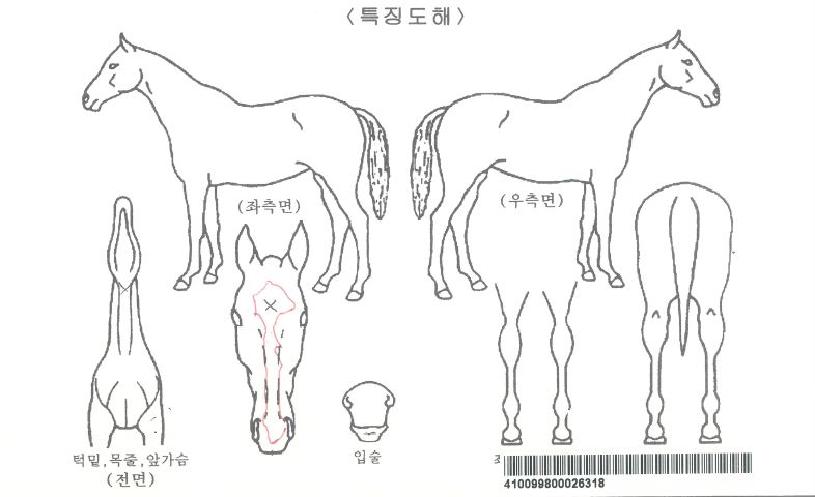 ¿À¾Æ½Ã½ºÄýÀÇ Ãø¸é,¿ì¸é,µÞ¸é,µÎ»ó,´Ù¸®ÀÇ Æ¯Â¡µµÇØ