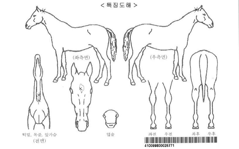 ·°Å°½ºÄ«ÀÌÀÚ¸¶ÀÇ Ãø¸é,¿ì¸é,µÞ¸é,µÎ»ó,´Ù¸®ÀÇ Æ¯Â¡µµÇØ