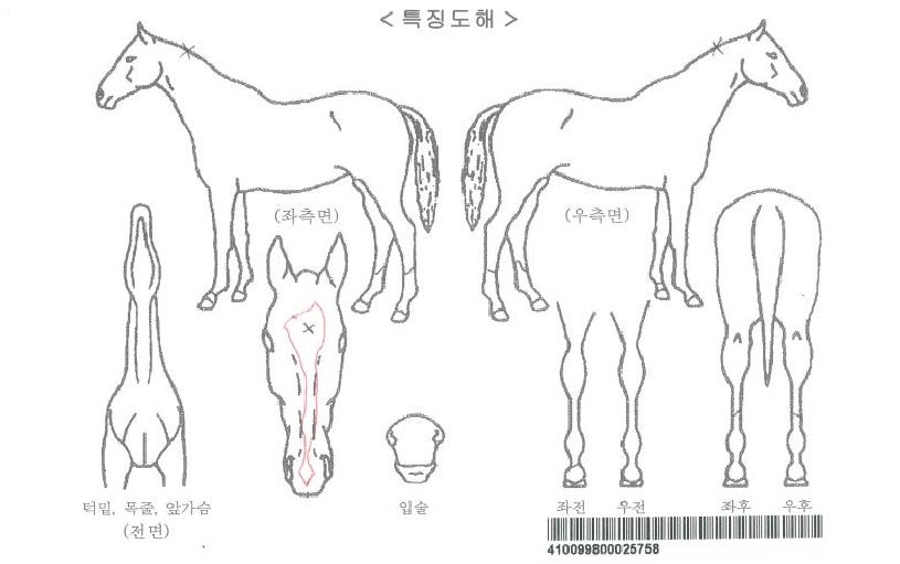 µÎ¹ÙÀÌ·çÀ̽ºÀÇ Ãø¸é,¿ì¸é,µÞ¸é,µÎ»ó,´Ù¸®ÀÇ Æ¯Â¡µµÇØ