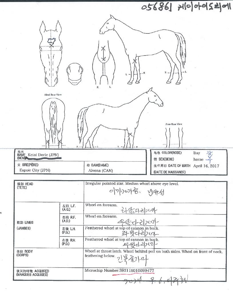 ÄÉÀ̾ÆÀ̵µ¸®¿¡ÀÇ Ãø¸é,¿ì¸é,µÞ¸é,µÎ»ó,´Ù¸®ÀÇ Æ¯Â¡µµÇØ