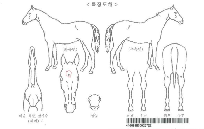 ޶óÄýÀÚ¸¶ÀÇ Ãø¸é,¿ì¸é,µÞ¸é,µÎ»ó,´Ù¸®ÀÇ Æ¯Â¡µµÇØ