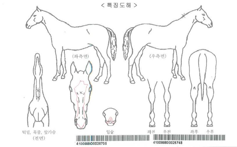 �ο������ڸ��� ����,���,�޸�,�λ�,�ٸ��� Ư¡����