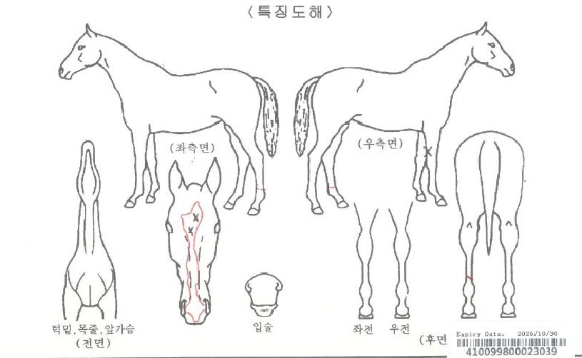 ¼®¼¼½º·±ÀÇ Ãø¸é,¿ì¸é,µÞ¸é,µÎ»ó,´Ù¸®ÀÇ Æ¯Â¡µµÇØ