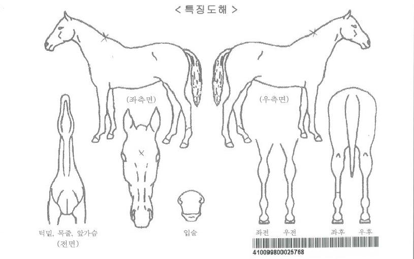 ��Ʈ�ڸ��� ����,���,�޸�,�λ�,�ٸ��� Ư¡����