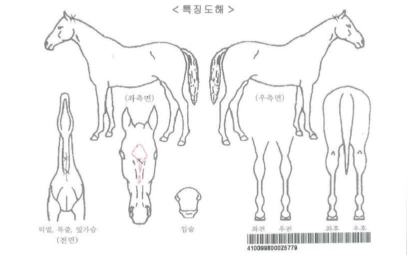 ĳġ�̷������ڸ��� ����,���,�޸�,�λ�,�ٸ��� Ư¡����