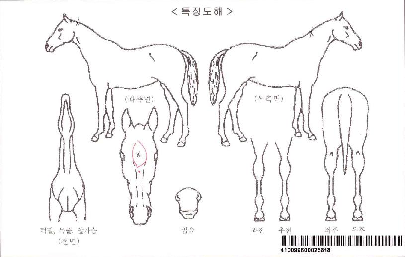 ÆÄÀÌÆ®¸ÅÁ÷ÀÚ¸¶ÀÇ Ãø¸é,¿ì¸é,µÞ¸é,µÎ»ó,´Ù¸®ÀÇ Æ¯Â¡µµÇØ