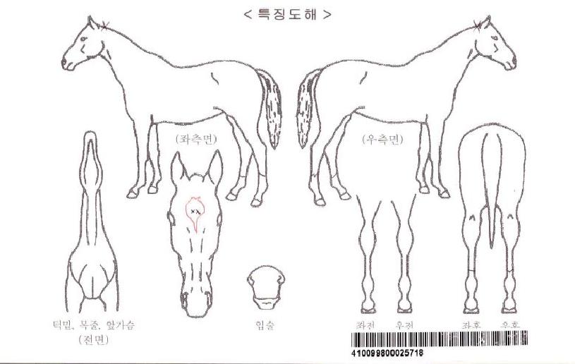 ���̳���Ƽ�ڸ��� ����,���,�޸�,�λ�,�ٸ��� Ư¡����