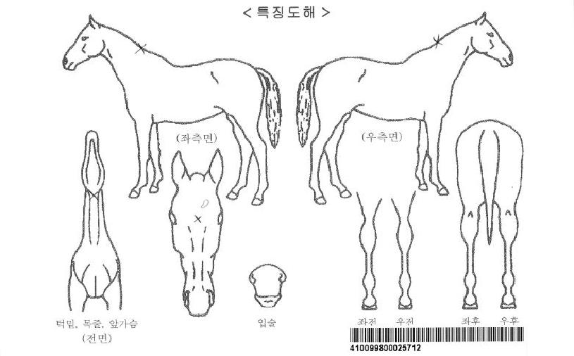 �Ŷ��Ǵ޹��ڸ��� ����,���,�޸�,�λ�,�ٸ��� Ư¡����