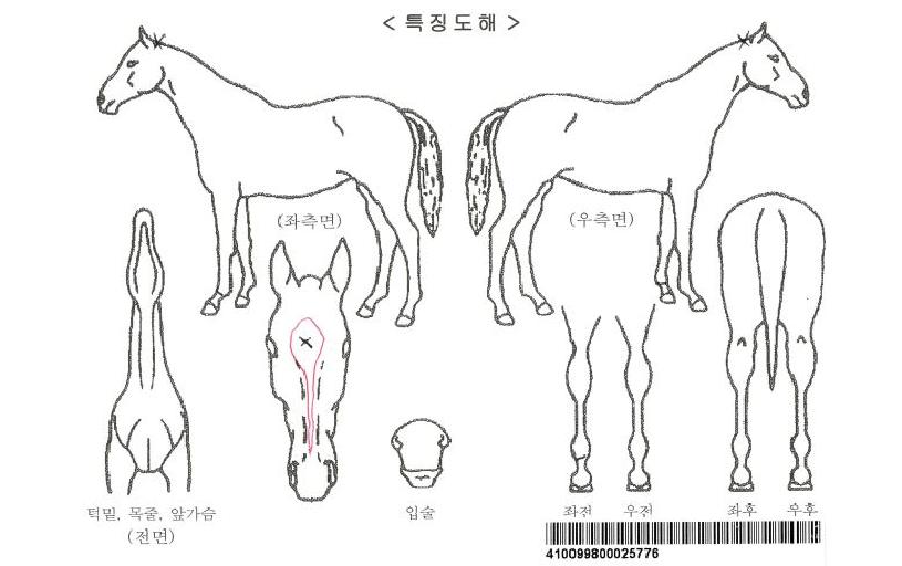 �����ϰ��ڸ��� ����,���,�޸�,�λ�,�ٸ��� Ư¡����