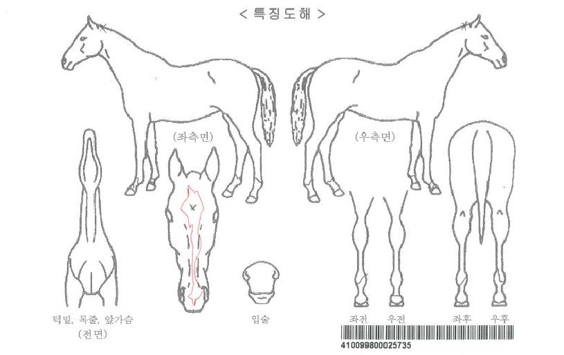 ¿À¹öÆÄ¿öÀÚ¸¶ÀÇ Ãø¸é,¿ì¸é,µÞ¸é,µÎ»ó,´Ù¸®ÀÇ Æ¯Â¡µµÇØ