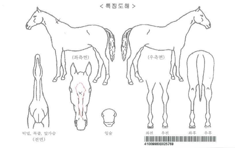 �����Ǽ��ڸ��� ����,���,�޸�,�λ�,�ٸ��� Ư¡����