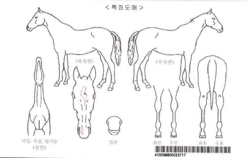 ·Î½º¹ÙÀ̼¼ÀÚ¸¶ÀÇ Ãø¸é,¿ì¸é,µÞ¸é,µÎ»ó,´Ù¸®ÀÇ Æ¯Â¡µµÇØ