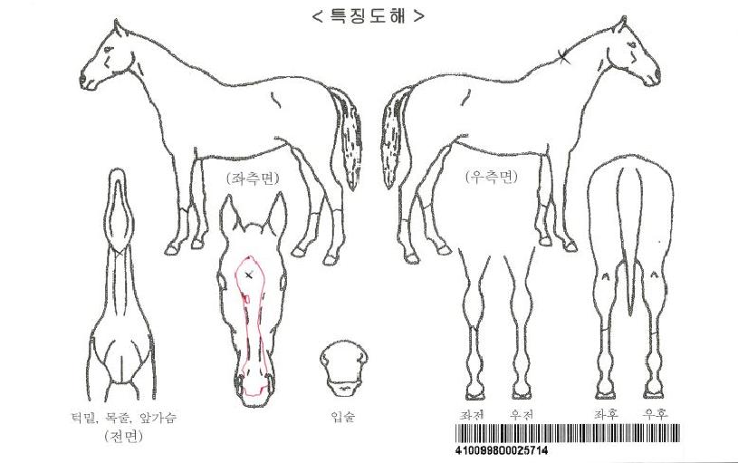 ÇÁ·£ÀúºíÀÚ¸¶ÀÇ Ãø¸é,¿ì¸é,µÞ¸é,µÎ»ó,´Ù¸®ÀÇ Æ¯Â¡µµÇØ