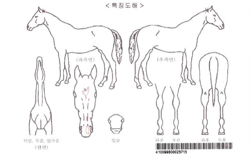 ´õ´º½ºÄðÀÚ¸¶ÀÇ Ãø¸é,¿ì¸é,µÞ¸é,µÎ»ó,´Ù¸®ÀÇ Æ¯Â¡µµÇØ