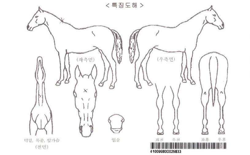 �̽�����Ʈ�ڸ��� ����,���,�޸�,�λ�,�ٸ��� Ư¡����