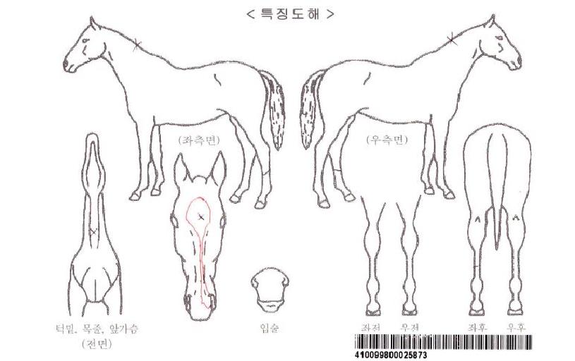 ´ºÇÏÀÌŸÀÓÀÚ¸¶ÀÇ Ãø¸é,¿ì¸é,µÞ¸é,µÎ»ó,´Ù¸®ÀÇ Æ¯Â¡µµÇØ