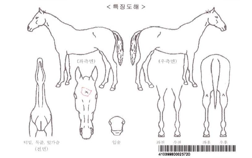 �޴Ϲ����ڸ��� ����,���,�޸�,�λ�,�ٸ��� Ư¡����