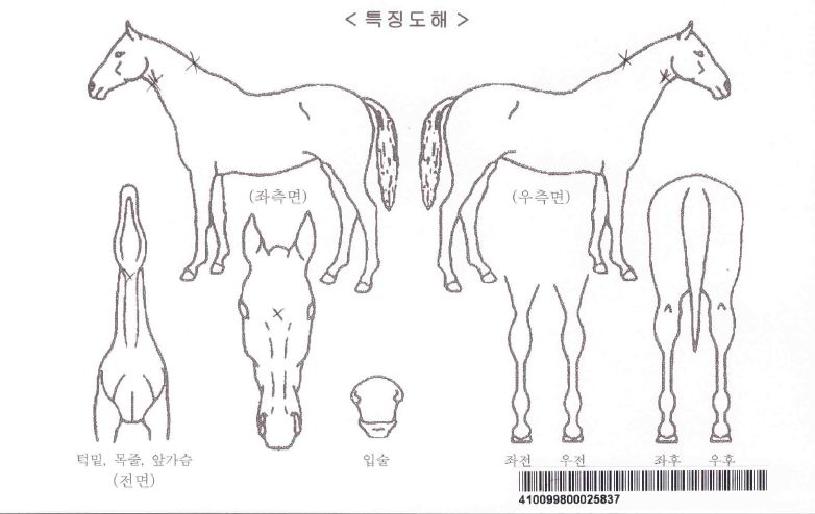 ��ǳ��ȭ�ڸ��� ����,���,�޸�,�λ�,�ٸ��� Ư¡����