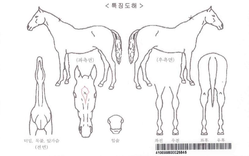 ¸Ó´Ï´ë·úÀÚ¸¶ÀÇ Ãø¸é,¿ì¸é,µÞ¸é,µÎ»ó,´Ù¸®ÀÇ Æ¯Â¡µµÇØ