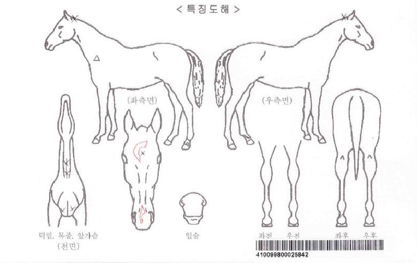 À¯´Ï¾ðÇ÷¡½ÃÀÇ Ãø¸é,¿ì¸é,µÞ¸é,µÎ»ó,´Ù¸®ÀÇ Æ¯Â¡µµÇØ