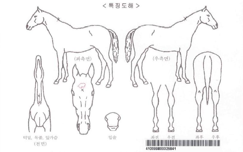 °ñµç¶óÀÌÆ®ÀÇ Ãø¸é,¿ì¸é,µÞ¸é,µÎ»ó,´Ù¸®ÀÇ Æ¯Â¡µµÇØ