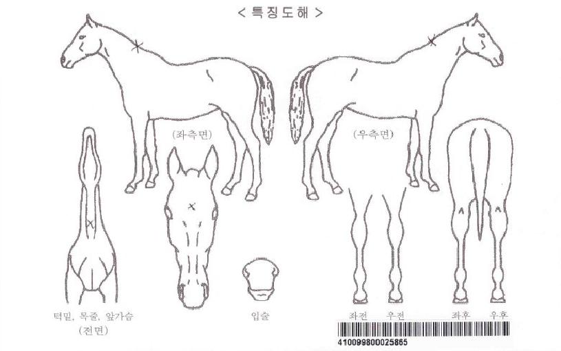 µð¾î¸®½ºÆ®¿øÀÚ¸¶ÀÇ Ãø¸é,¿ì¸é,µÞ¸é,µÎ»ó,´Ù¸®ÀÇ Æ¯Â¡µµÇØ