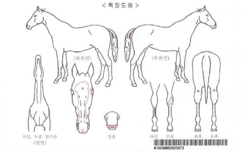 ����Ʈ��Ʈ�����ڸ��� ����,���,�޸�,�λ�,�ٸ��� Ư¡����