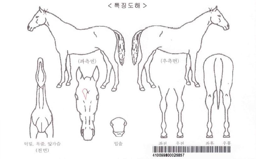 ��ġ���屺�ڸ��� ����,���,�޸�,�λ�,�ٸ��� Ư¡����