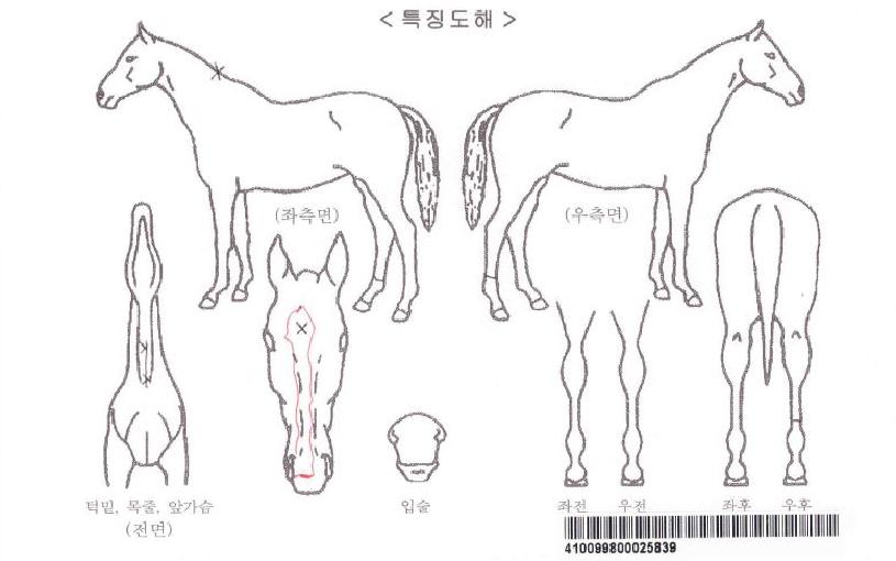 ¾óÅÍ³ÊÆ¼ºê¿¡³ÊÁöÀÚ¸¶ÀÇ Ãø¸é,¿ì¸é,µÞ¸é,µÎ»ó,´Ù¸®ÀÇ Æ¯Â¡µµÇØ