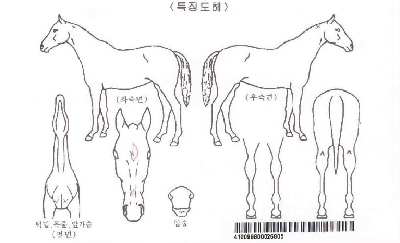 ¸í¼µ¹Ç³ÀÚ¸¶ÀÇ Ãø¸é,¿ì¸é,µÞ¸é,µÎ»ó,´Ù¸®ÀÇ Æ¯Â¡µµÇØ