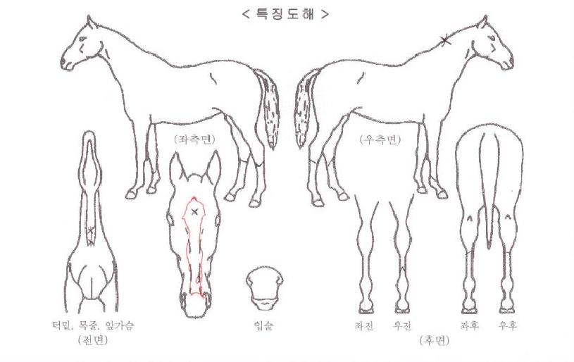 ÇÁ·¡´Ï¶ó½ºÆ®´í½ºÀÚ¸¶ÀÇ Ãø¸é,¿ì¸é,µÞ¸é,µÎ»ó,´Ù¸®ÀÇ Æ¯Â¡µµÇØ