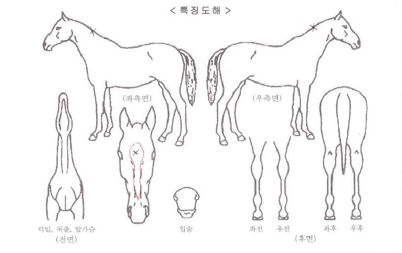 ±×·¹À̽ºÇÊÀÚ¸¶ÀÇ Ãø¸é,¿ì¸é,µÞ¸é,µÎ»ó,´Ù¸®ÀÇ Æ¯Â¡µµÇØ