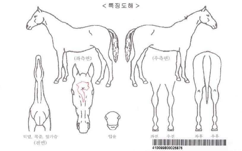 ÇÁ·ÎÆú¸®½ºÀÚ¸¶ÀÇ Ãø¸é,¿ì¸é,µÞ¸é,µÎ»ó,´Ù¸®ÀÇ Æ¯Â¡µµÇØ