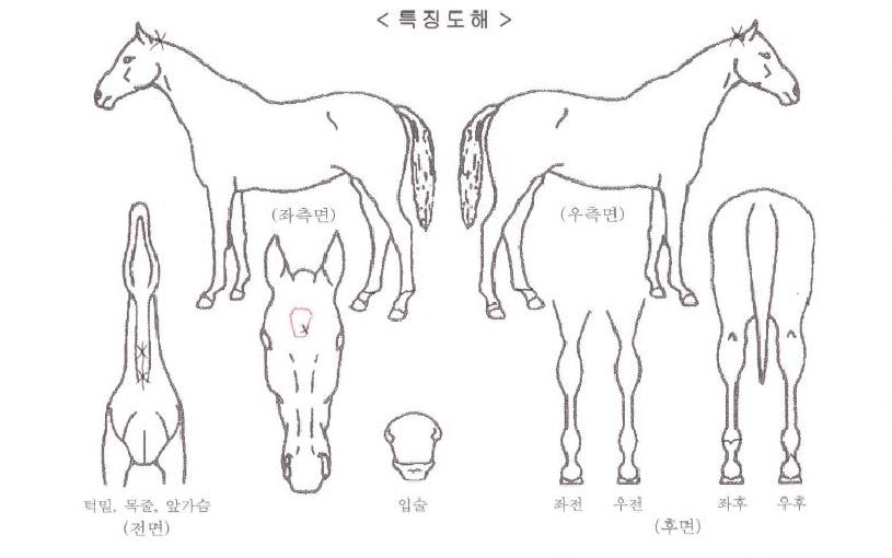 �븣���̼����ڸ��� ����,���,�޸�,�λ�,�ٸ��� Ư¡����